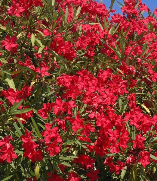 Nerium oleander 'Hardy Red'